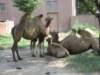 camels_small.jpg